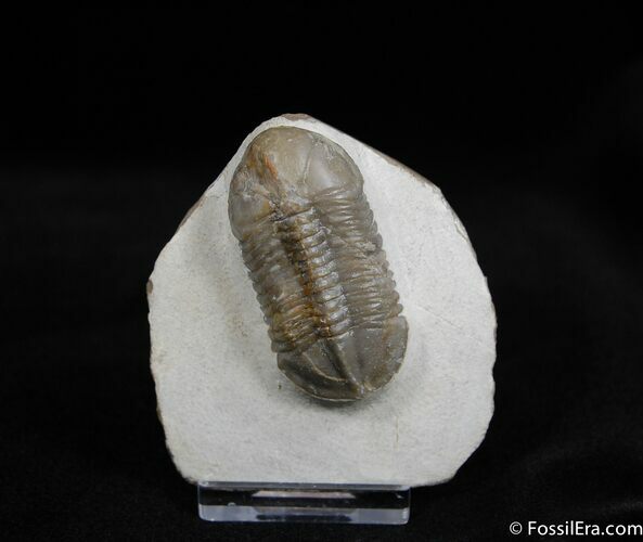 New Phacopid Find - Struveaspis #480